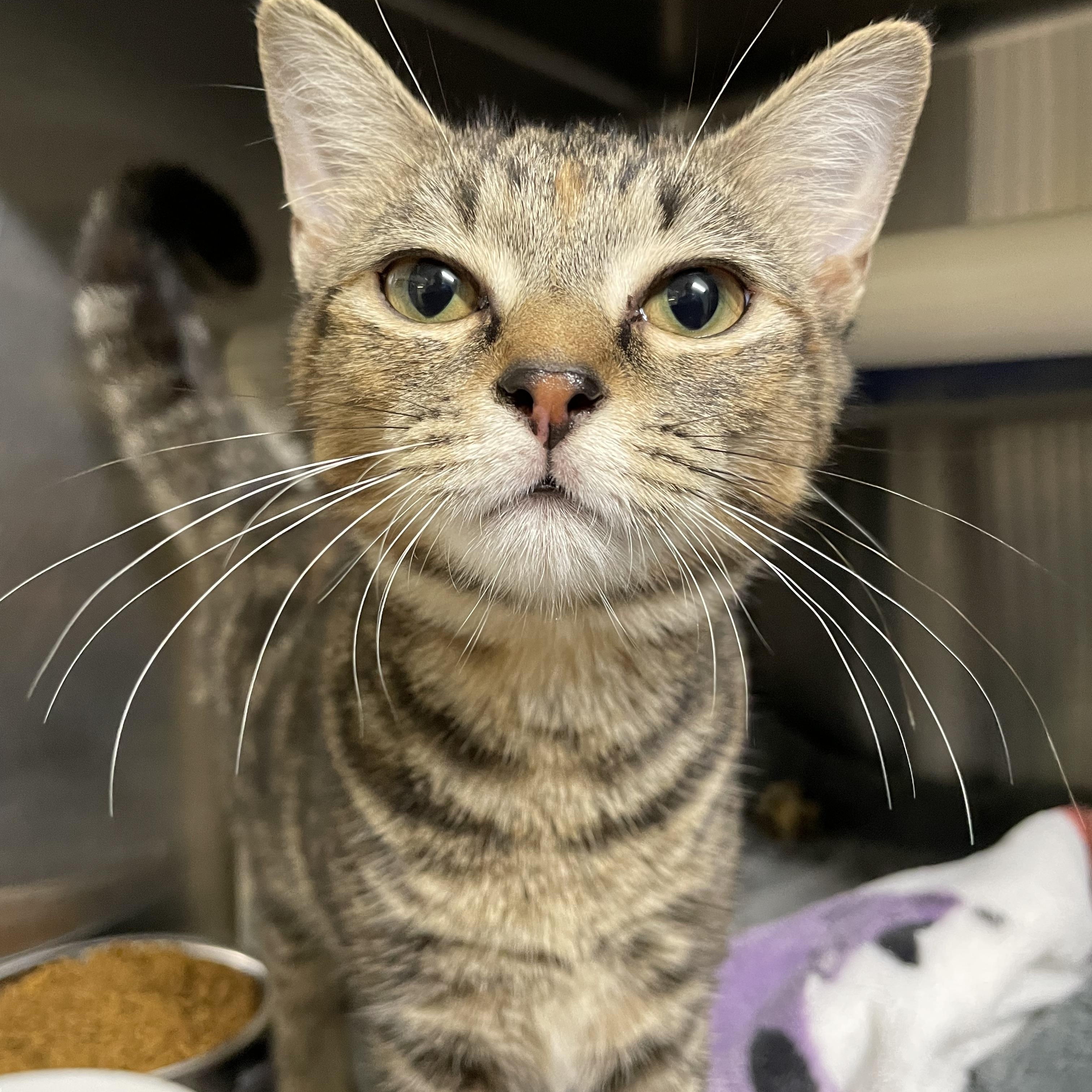Cider, Adopted, Kitten Female Tabby.