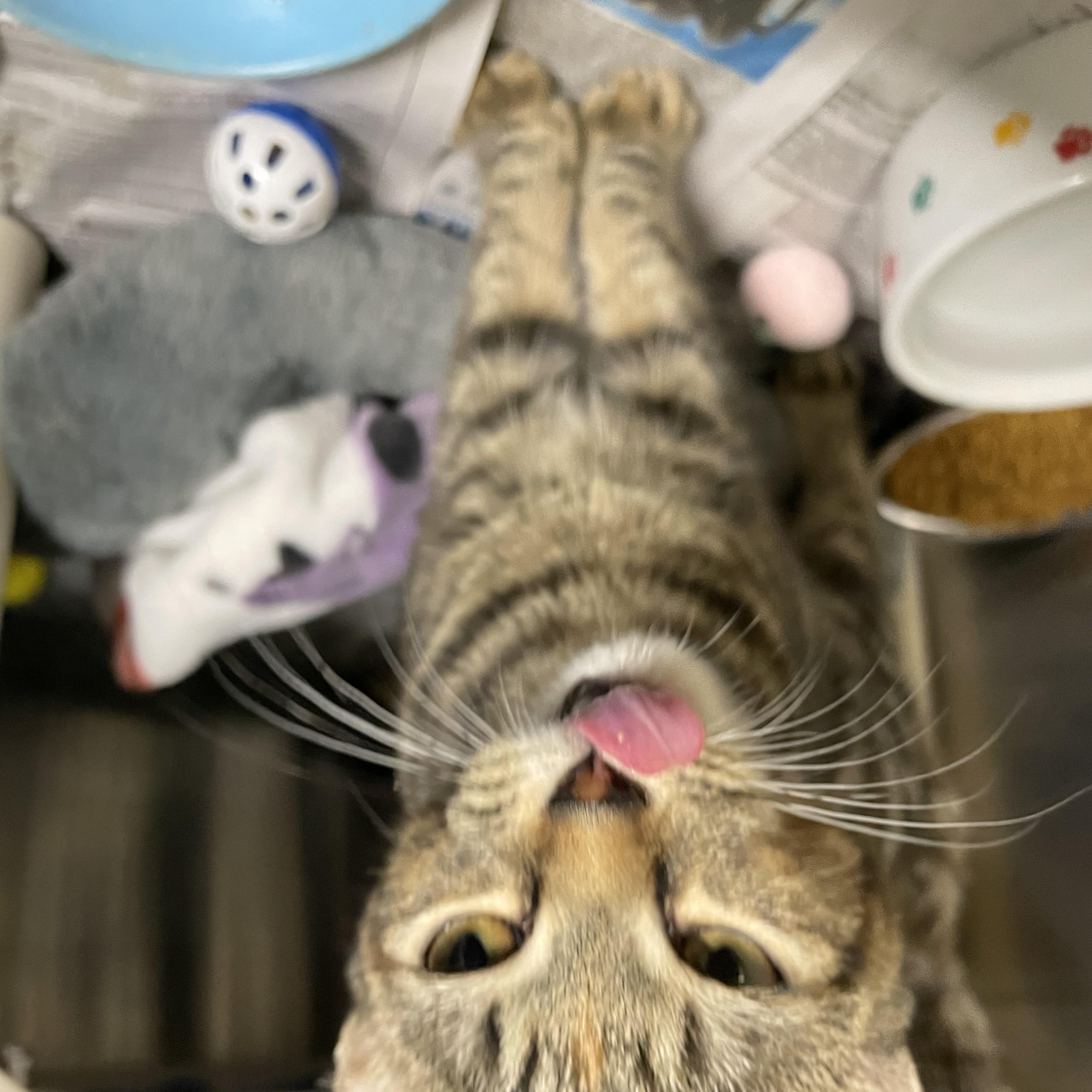 Enlarge Cider, a Adopted Tabby in North Kingstown, RI image 6/6