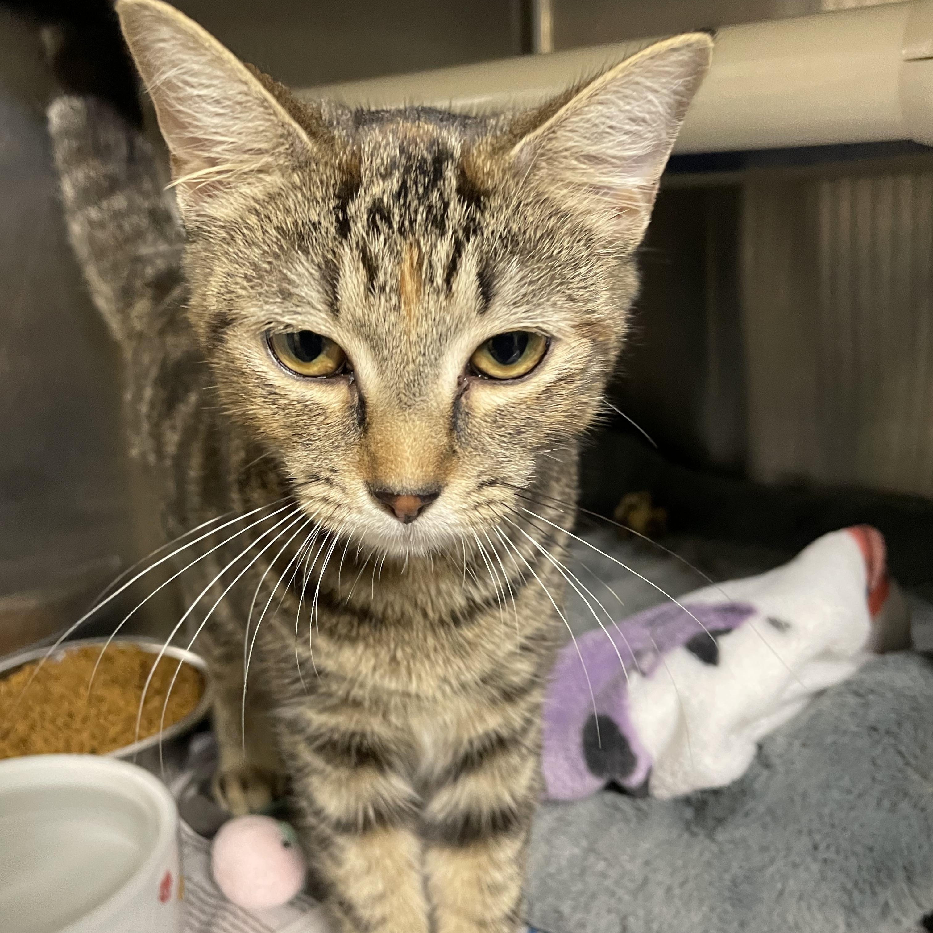 Enlarge Cider, a Adopted Tabby in North Kingstown, RI image 3/6