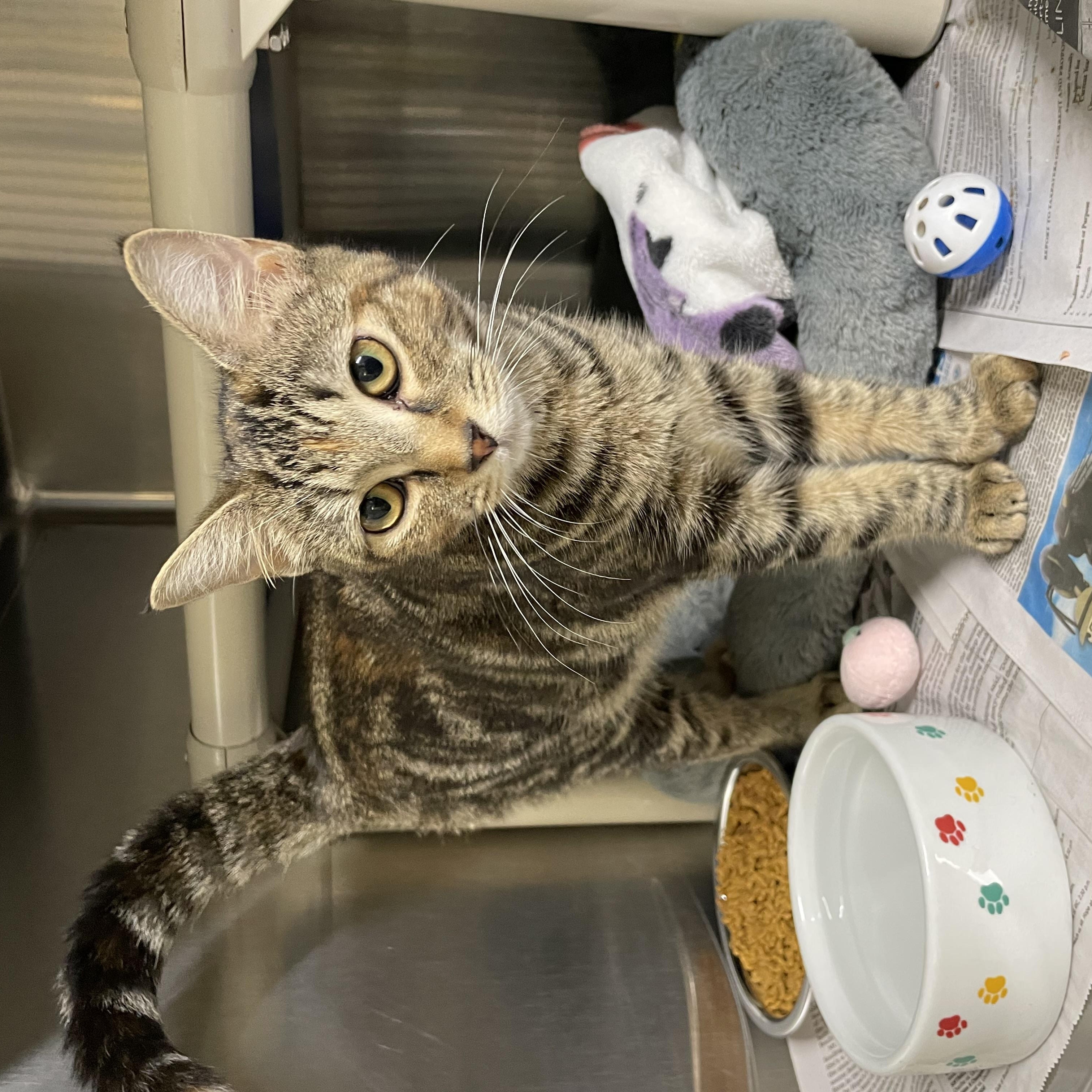 Enlarge Cider, a Adopted Tabby in North Kingstown, RI image 4/6