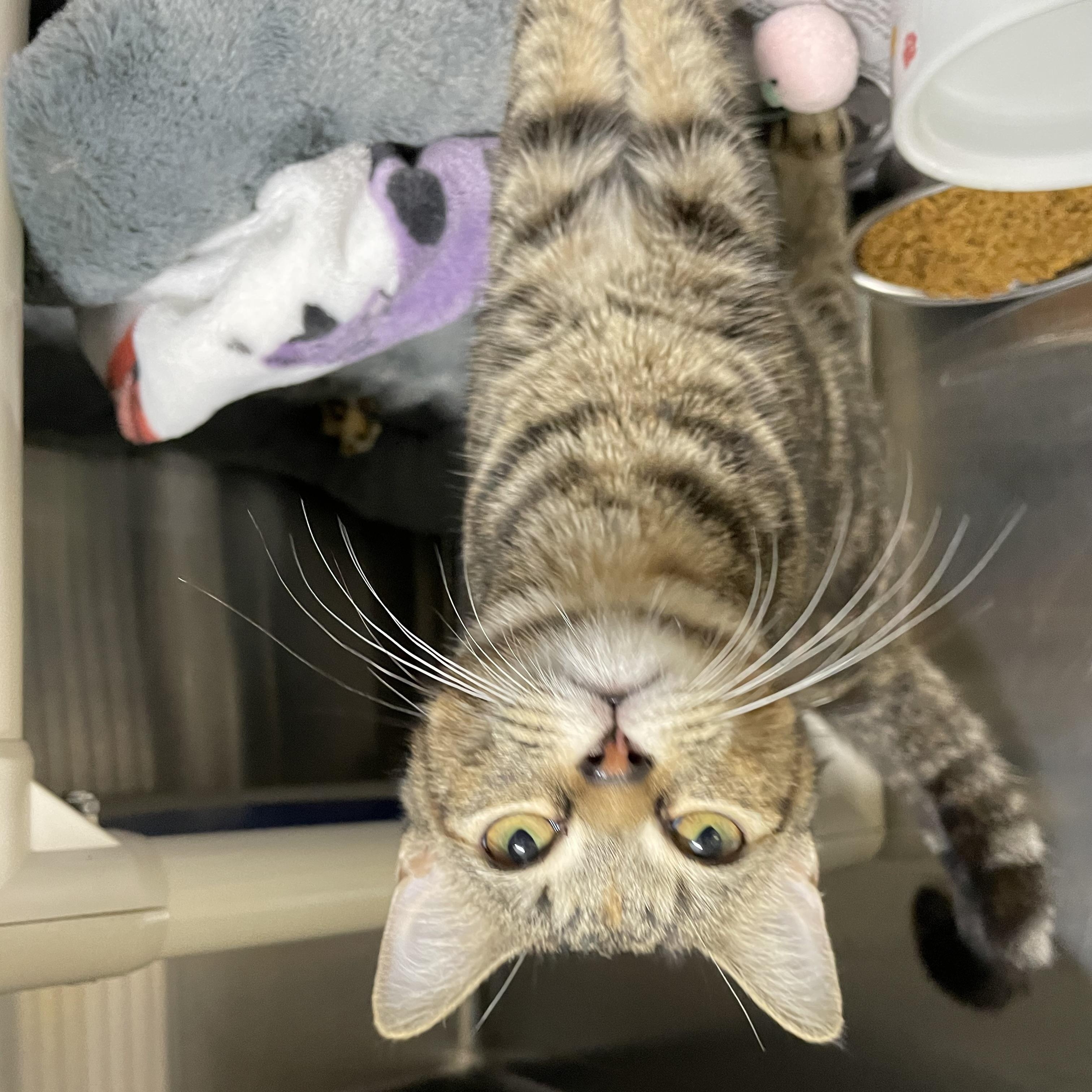 Enlarge Cider, a Adopted Tabby in North Kingstown, RI image 5/6