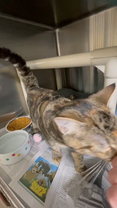 Enlarge Cider, a Adopted Tabby in North Kingstown, RI video 2/6