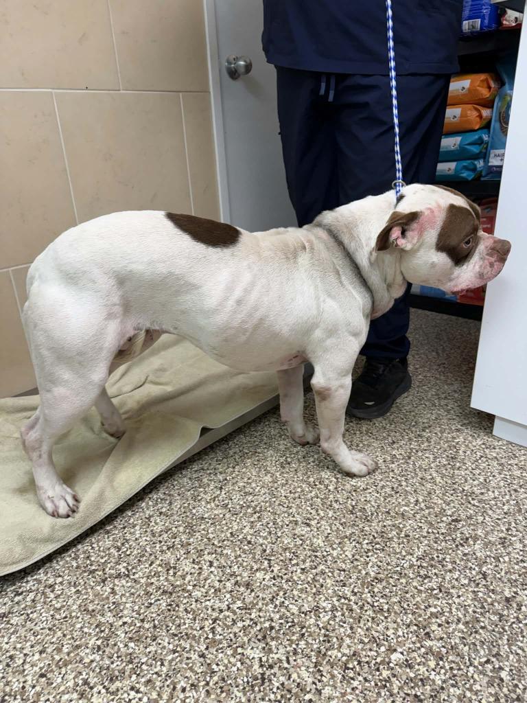 Enlarge Boston, a Adoptable mixed breed in Pratt, KS image 2/3