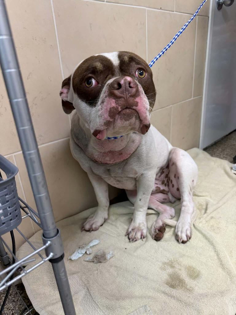 Enlarge Boston, a Adoptable mixed breed in Pratt, KS image 3/3