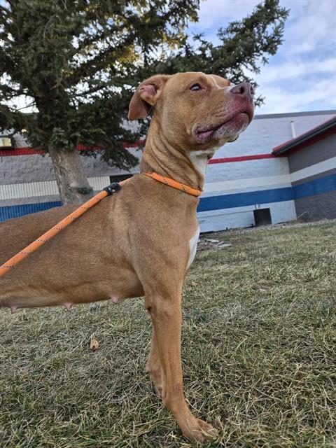 OAKLEY, Adoptable, Adult Female Pit Bull Terrier.