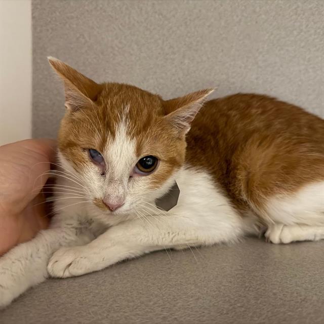 MEEKER, Adoptable, Young Female Domestic Short Hair.