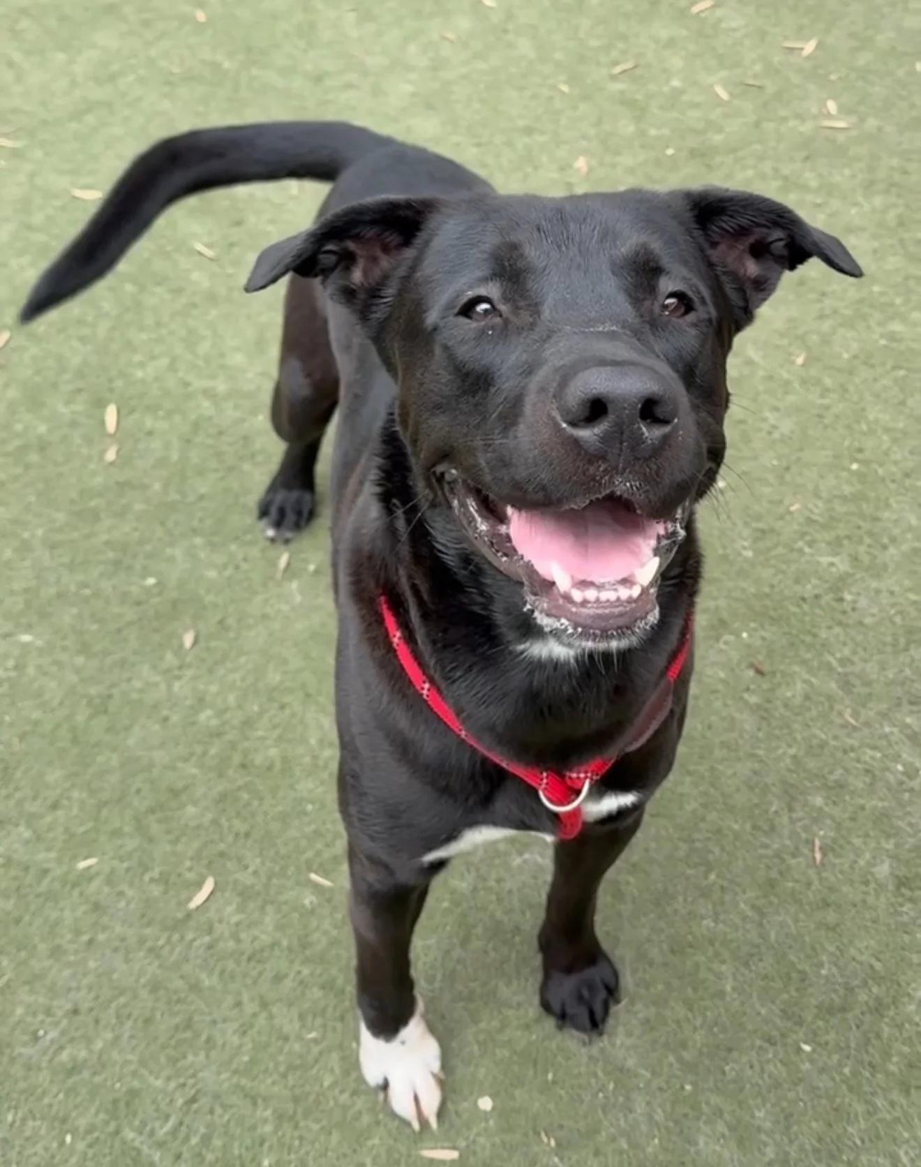 Jeffrey, Adopted, Adult Male Mixed Breed.