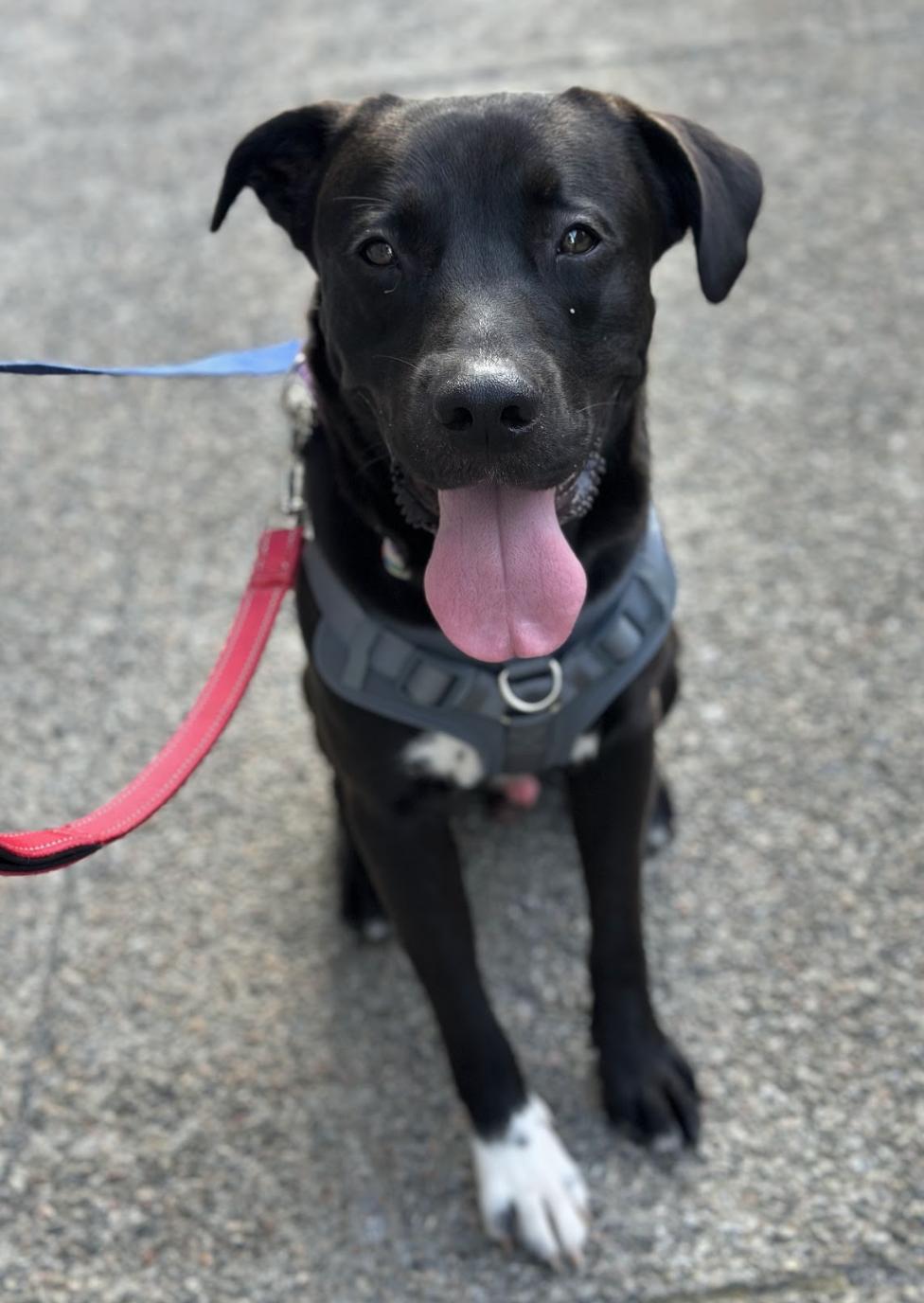 Enlarge Jeffrey, a Adopted Mixed Breed in Mont-Royal, QC image 2/4