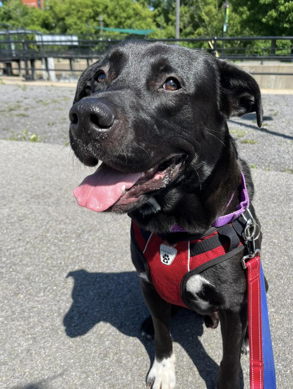 Enlarge Jeffrey, a Adopted Mixed Breed in Mont-Royal, QC image 3/4