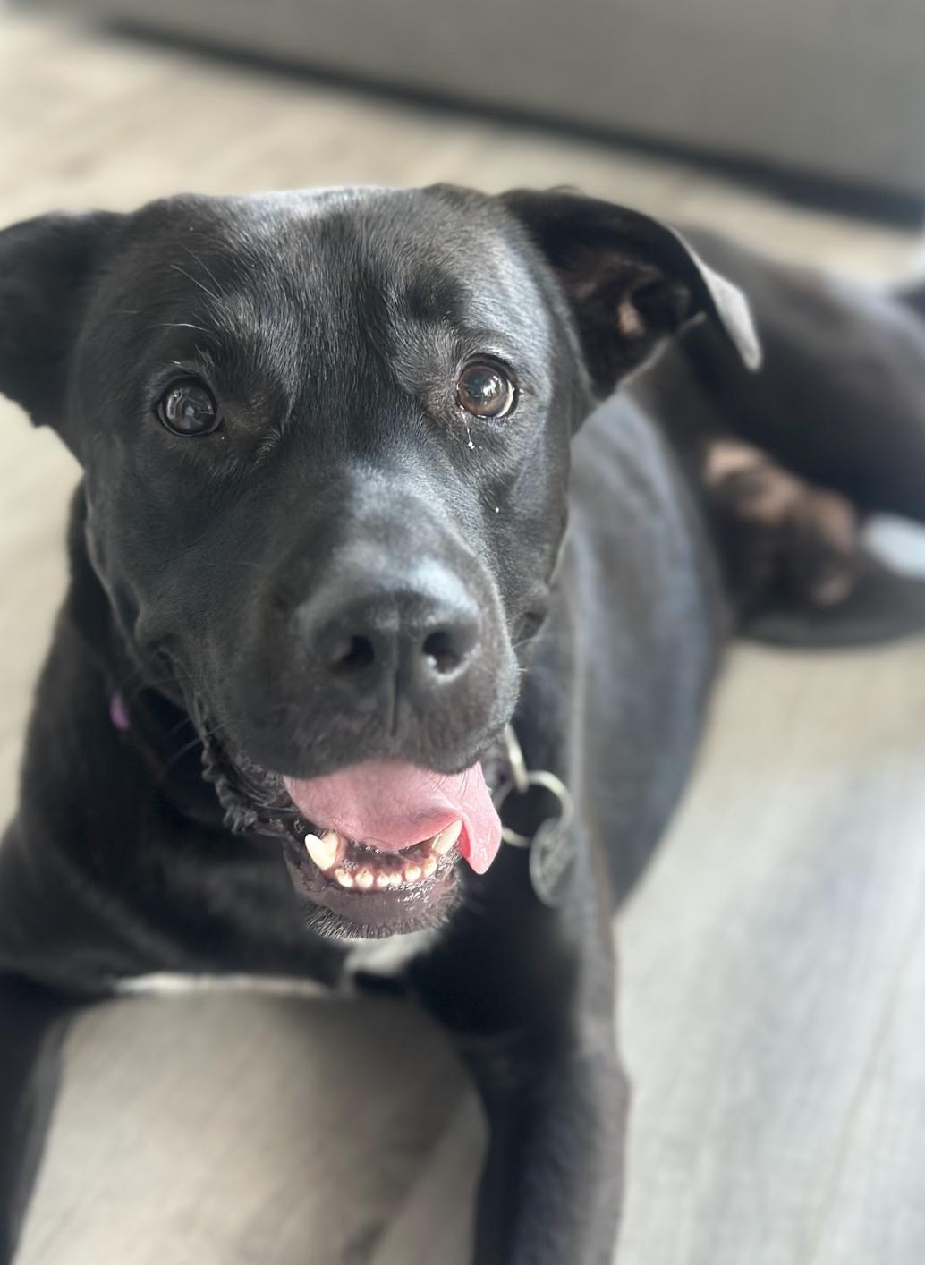 Enlarge Jeffrey, a Adopted Mixed Breed in Mont-Royal, QC image 4/4