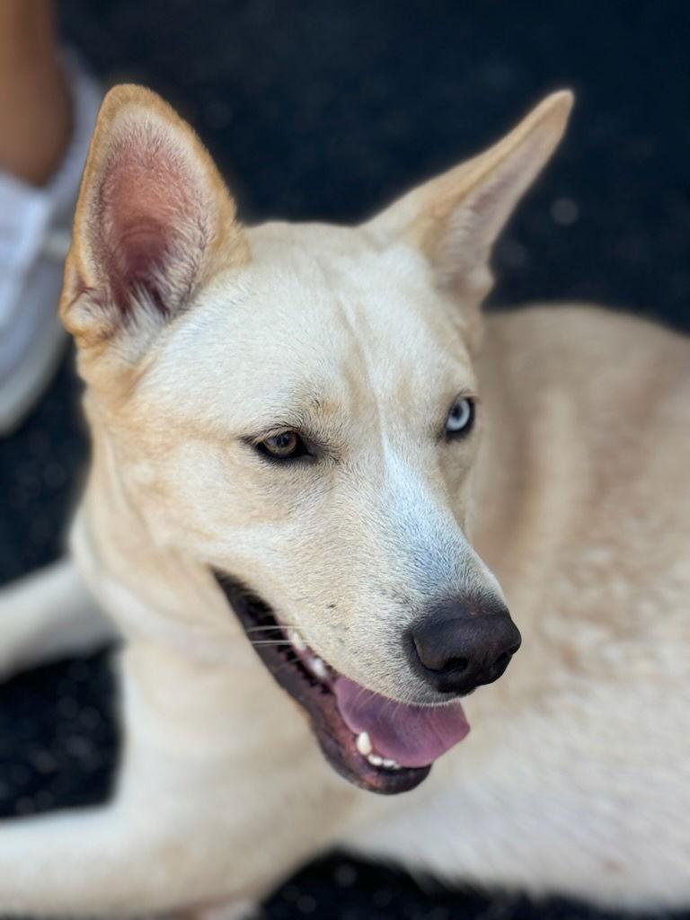 Enlarge Betty White, a Adopted mixed breed in Westminster, MD image 1/3