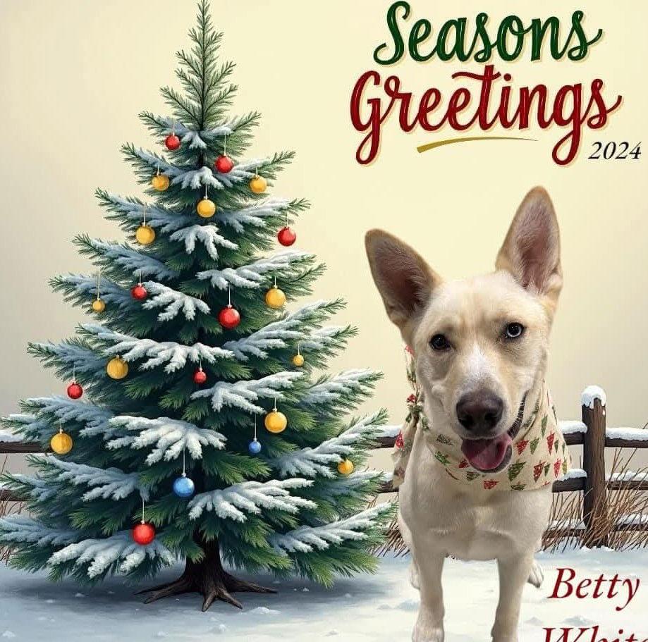 Enlarge Betty White, a Adopted mixed breed in Westminster, MD image 3/3