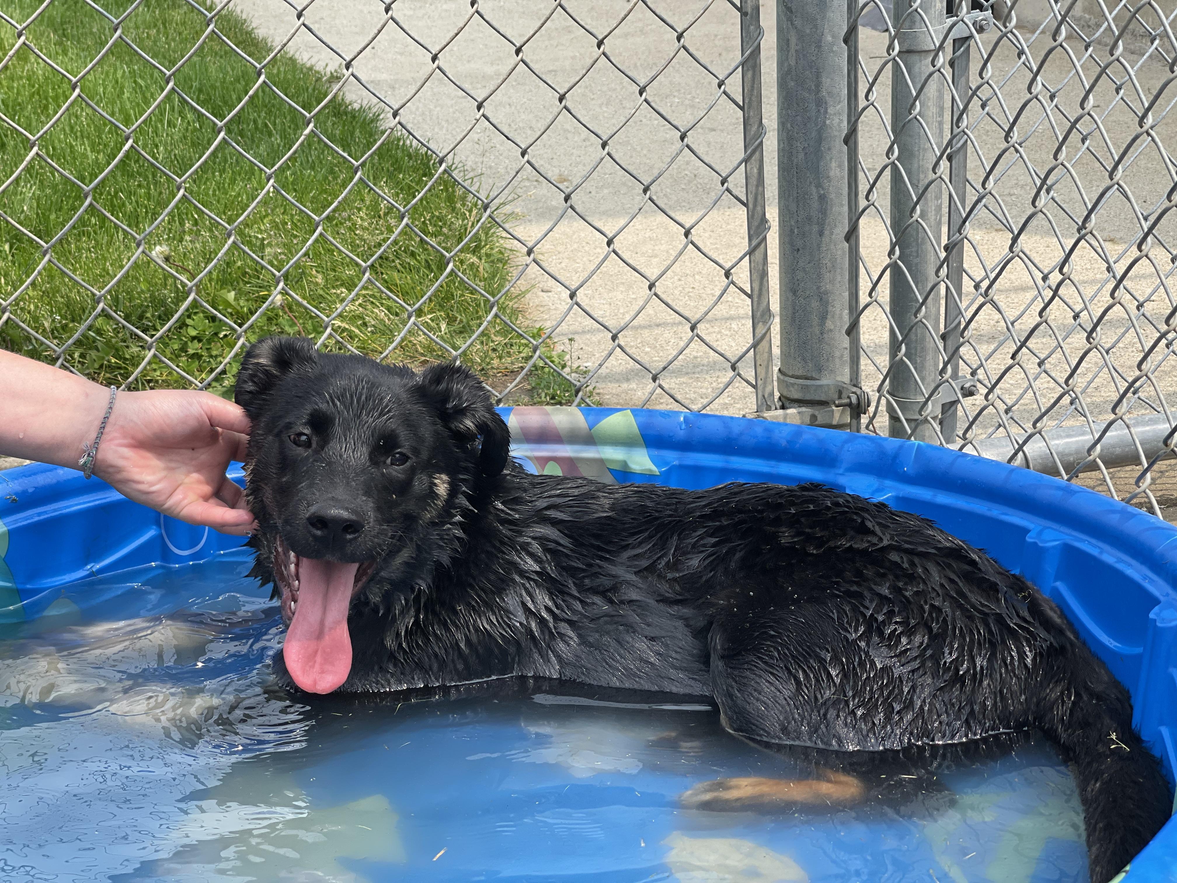 Timmie, Young Male Border Collie