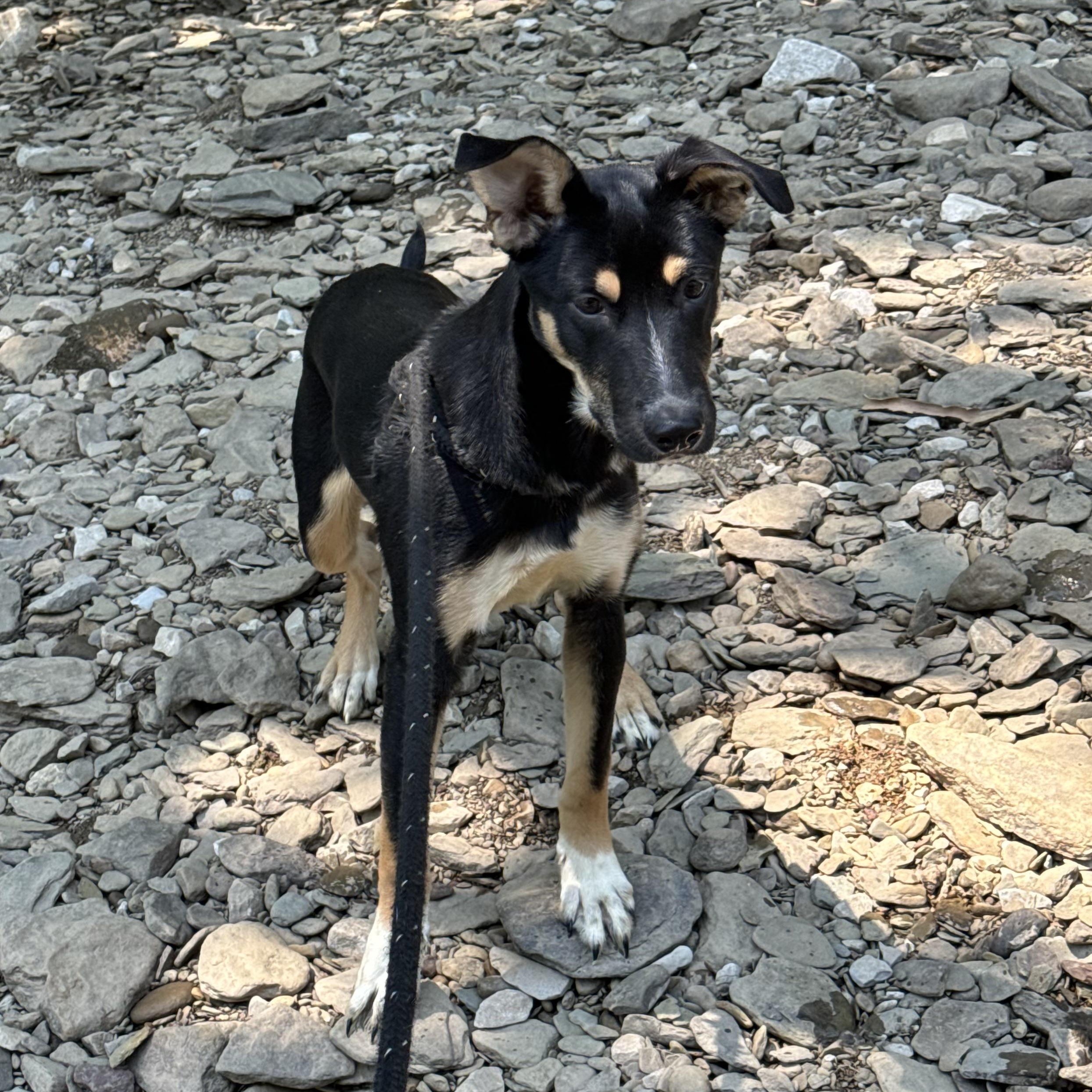 Jill, an adopted mixed breed in New Martinsville, WV image 1/3
