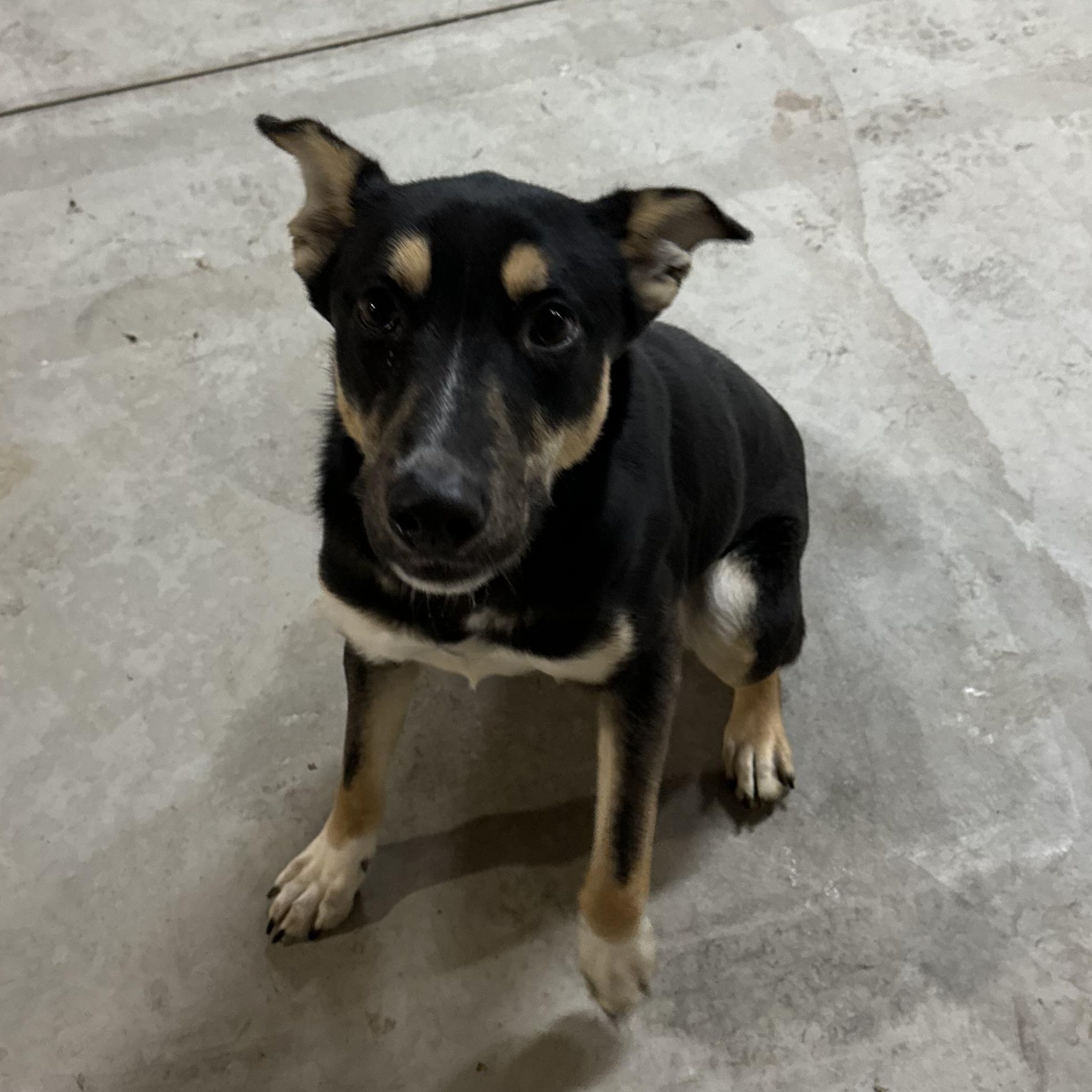 Jill, an adopted mixed breed in New Martinsville, WV image 2/3