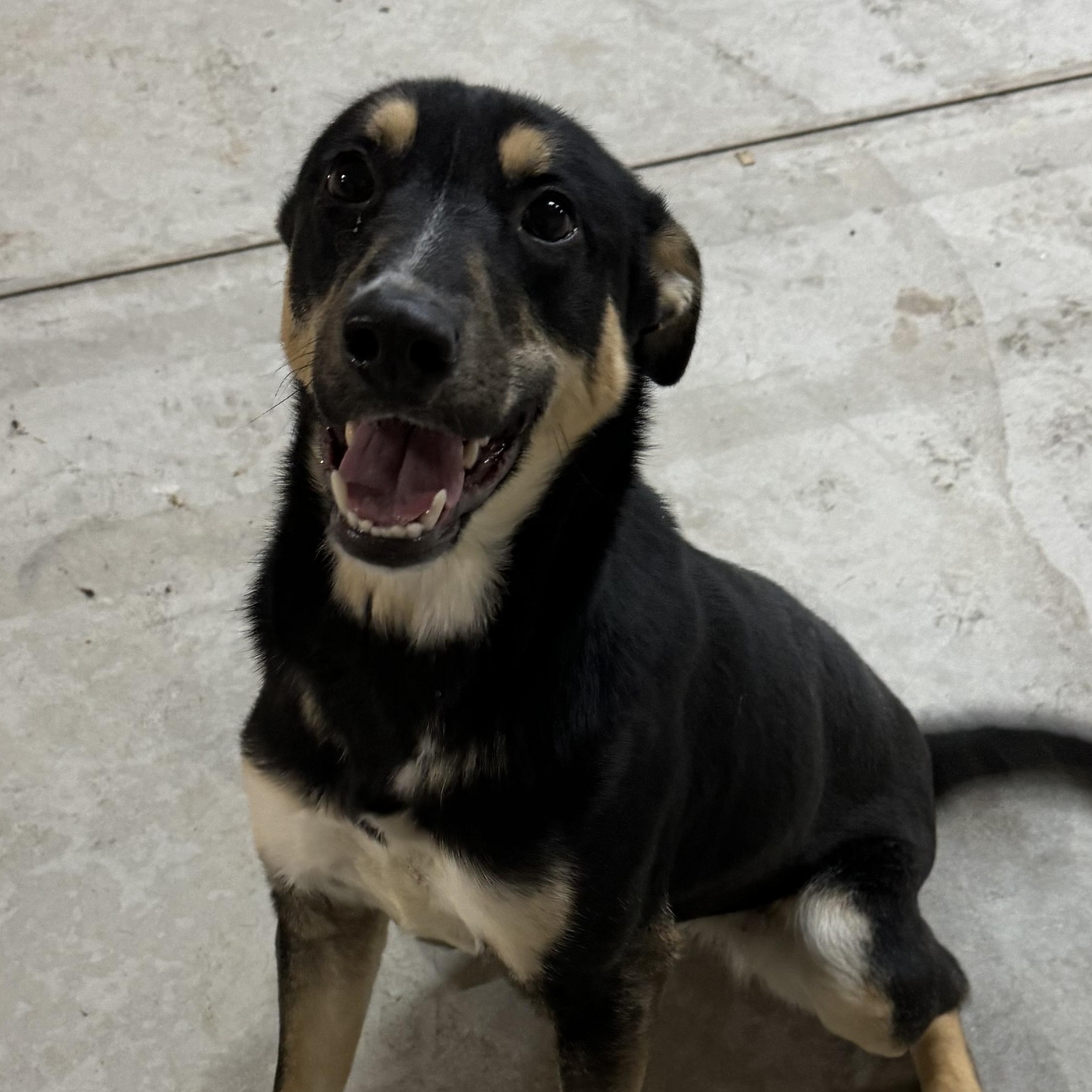 Jill, an adopted mixed breed in New Martinsville, WV image 3/3