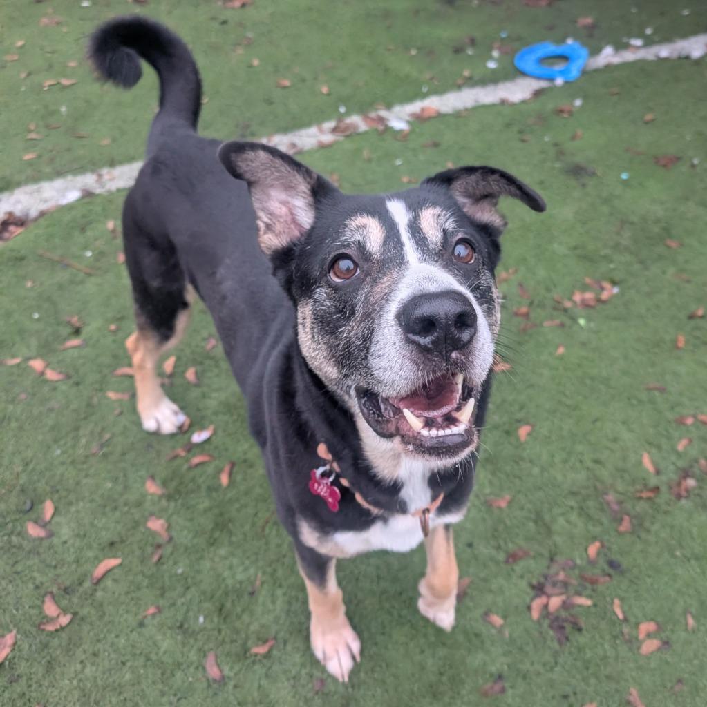 Wib, Adoptable, Adult Male Husky & Australian Cattle Dog / Blue Heeler.