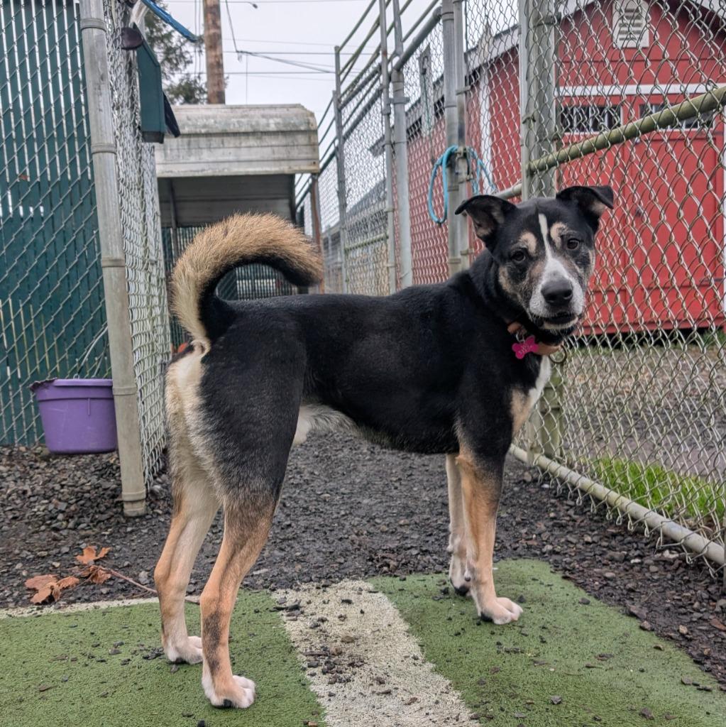 Enlarge Wib, a Adoptable mixed breed in Aberdeen, WA image 2/6
