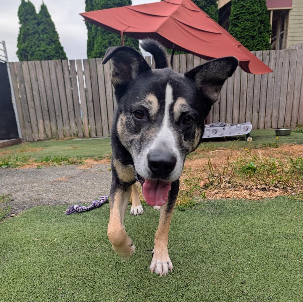 Enlarge Wib, a Adoptable mixed breed in Aberdeen, WA image 3/6