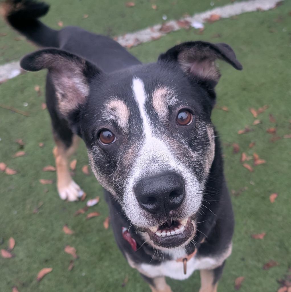 Enlarge Wib, a Adoptable mixed breed in Aberdeen, WA image 1/4