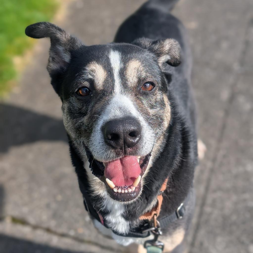 Enlarge Wib, a Adoptable mixed breed in Aberdeen, WA image 3/6