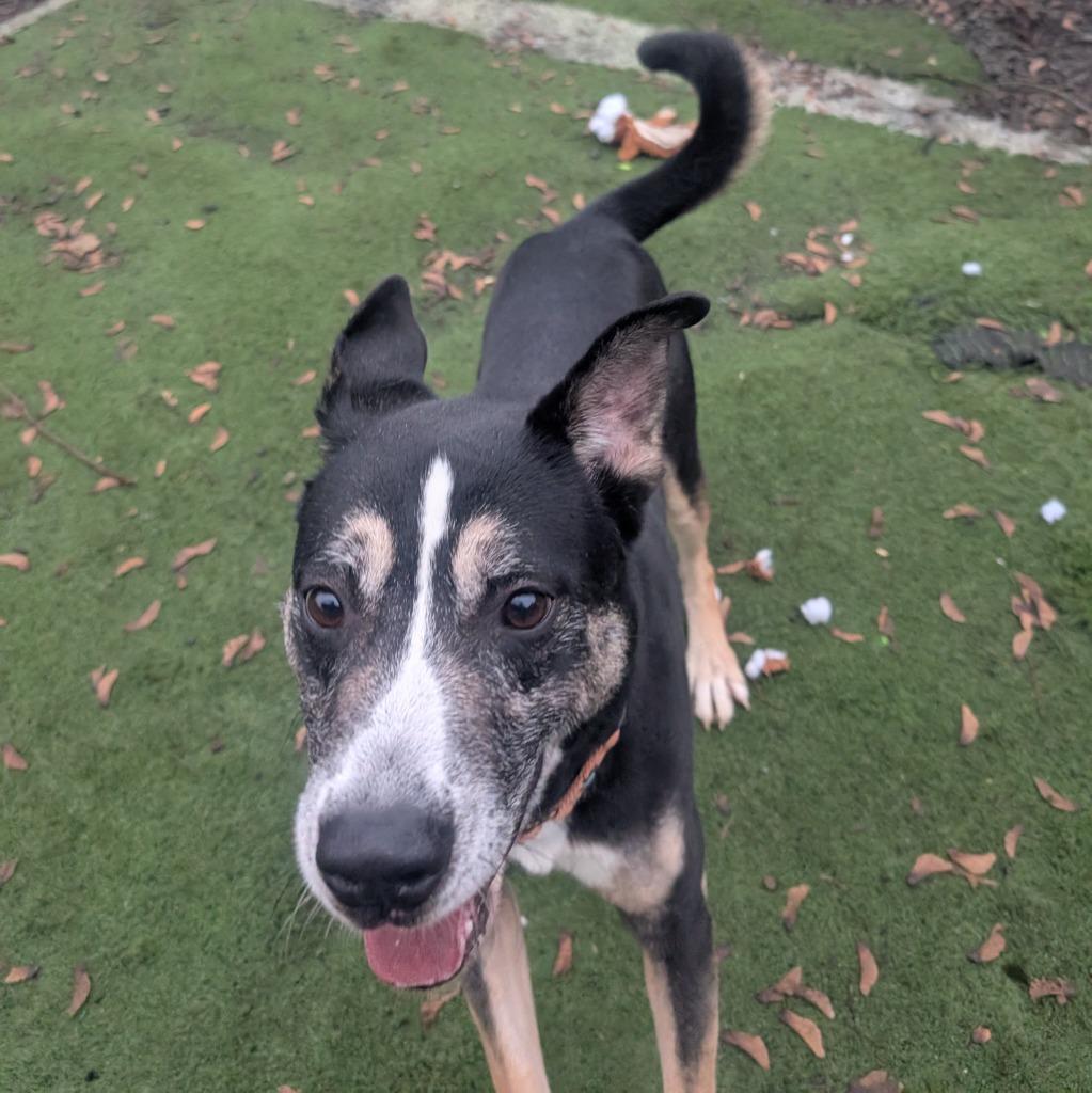 Enlarge Wib, a Adoptable mixed breed in Aberdeen, WA image 3/4