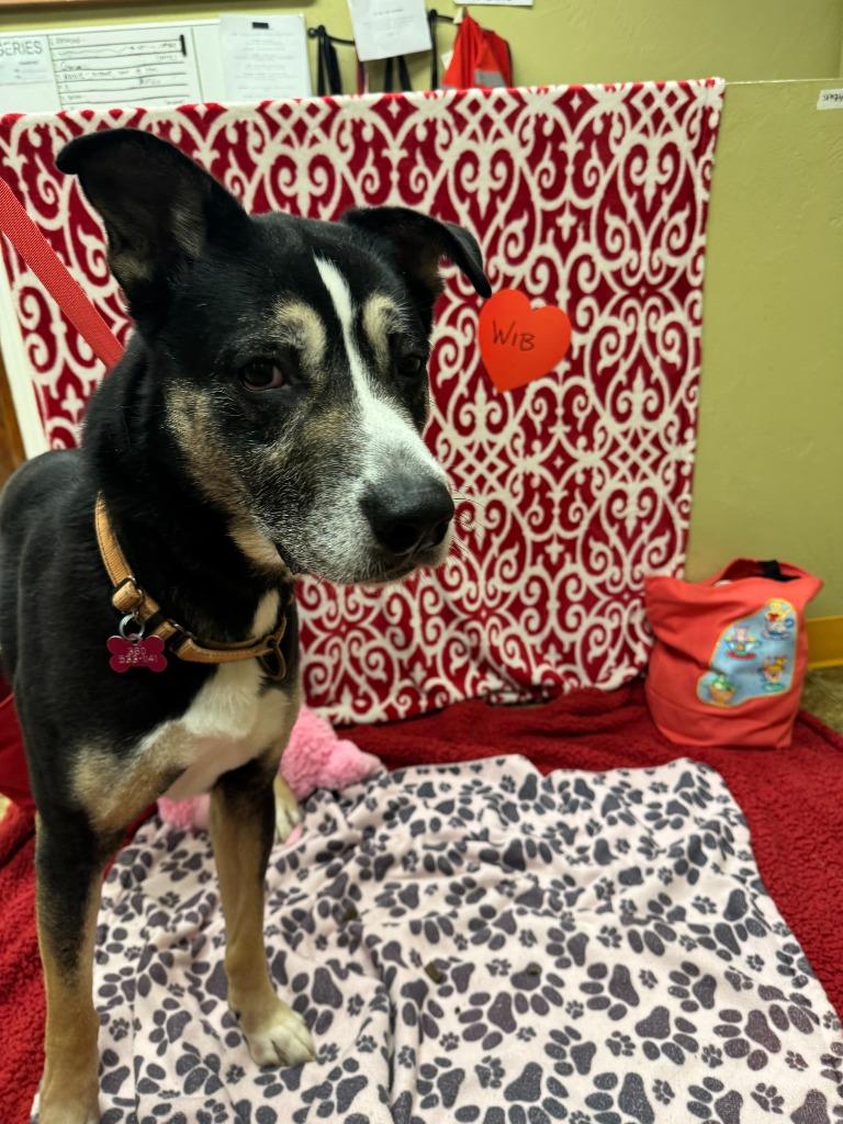 Enlarge Wib, a Adoptable mixed breed in Aberdeen, WA image 4/5