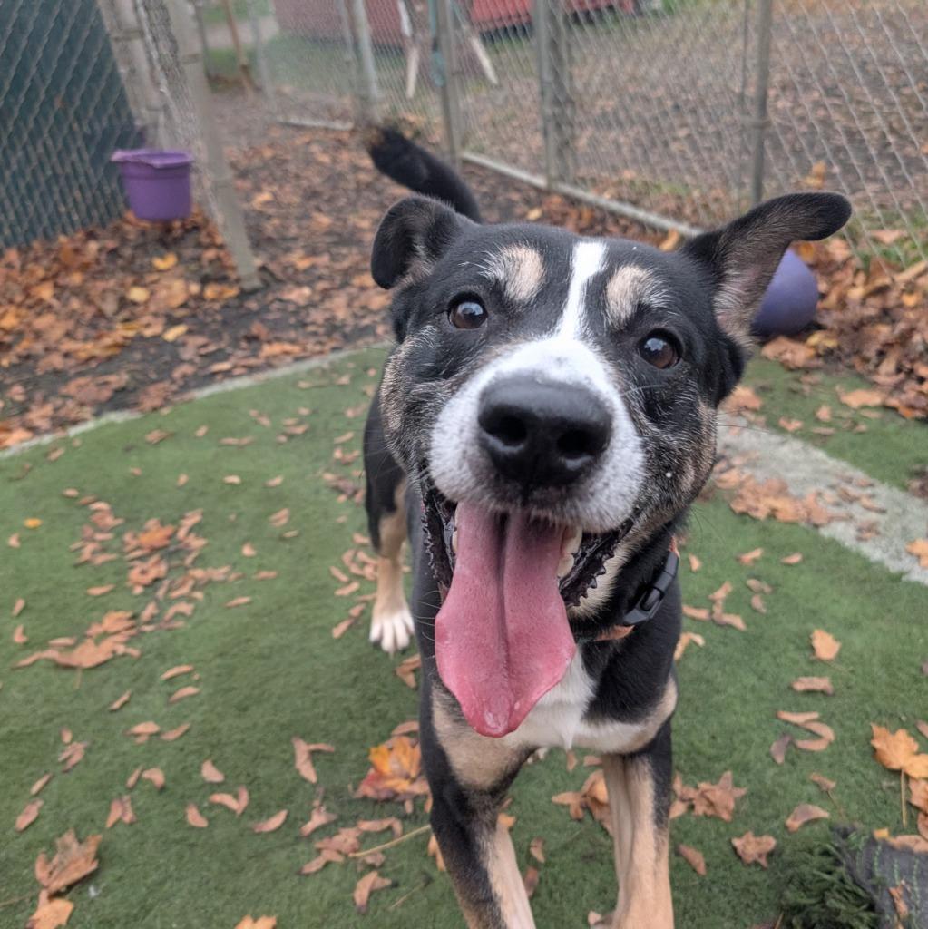 Enlarge Wib, a Adoptable mixed breed in Aberdeen, WA image 4/4