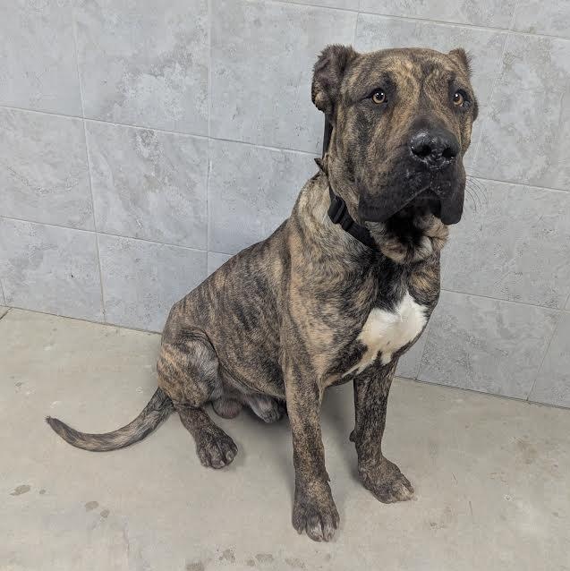 Enlarge Choppo, a ADOPTABLE Cane Corso in Blue Earth, MN image 2/3