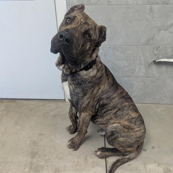 Choppo, ADOPTABLE, Young Male Cane Corso.