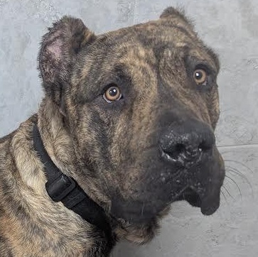 Enlarge Choppo, a ADOPTABLE Cane Corso in Blue Earth, MN image 3/3