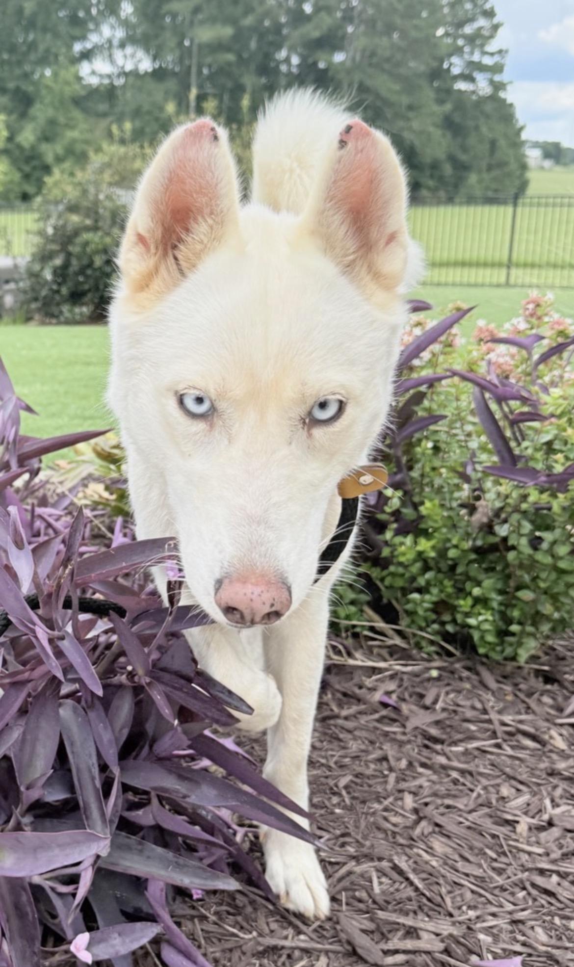 Missy, ADOPTABLE, Young Female Husky.