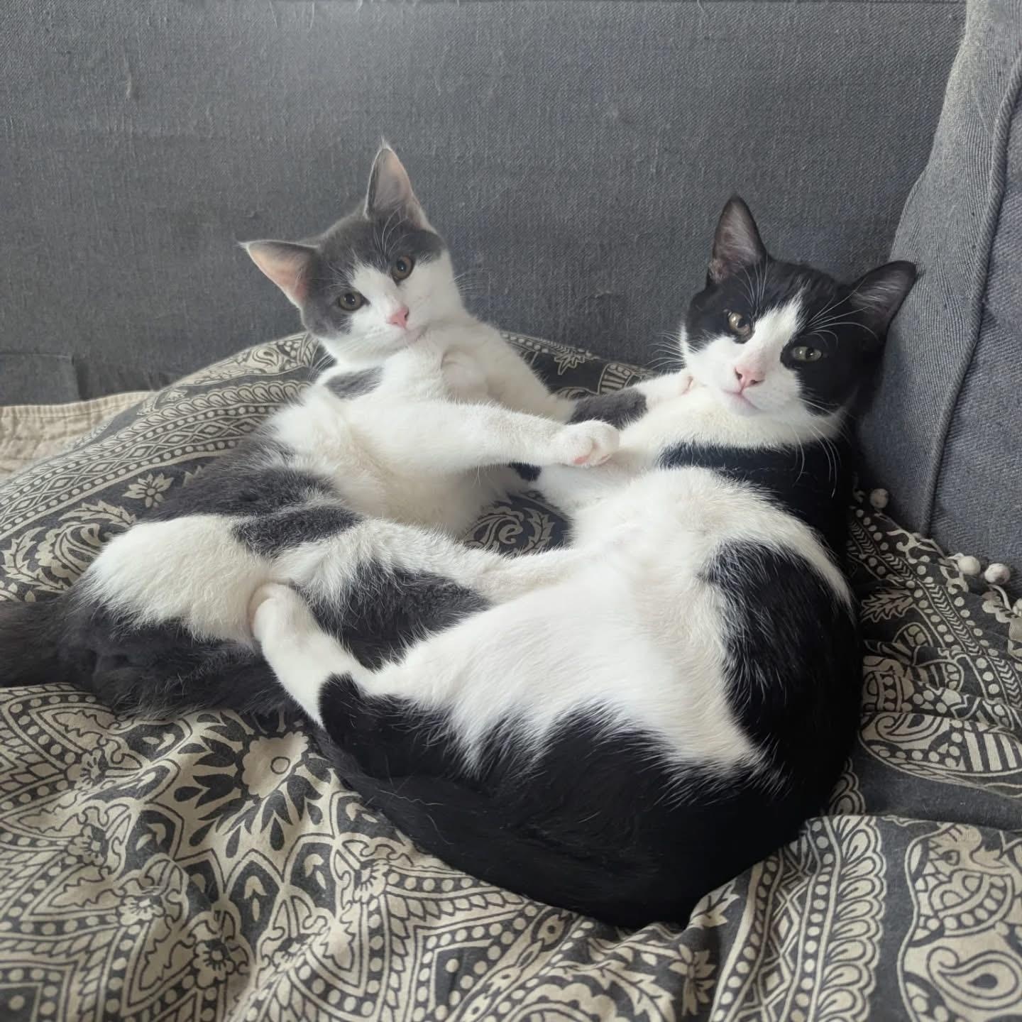 Mayor, an adopted Domestic Short Hair in Alexandria, VA image 2/6