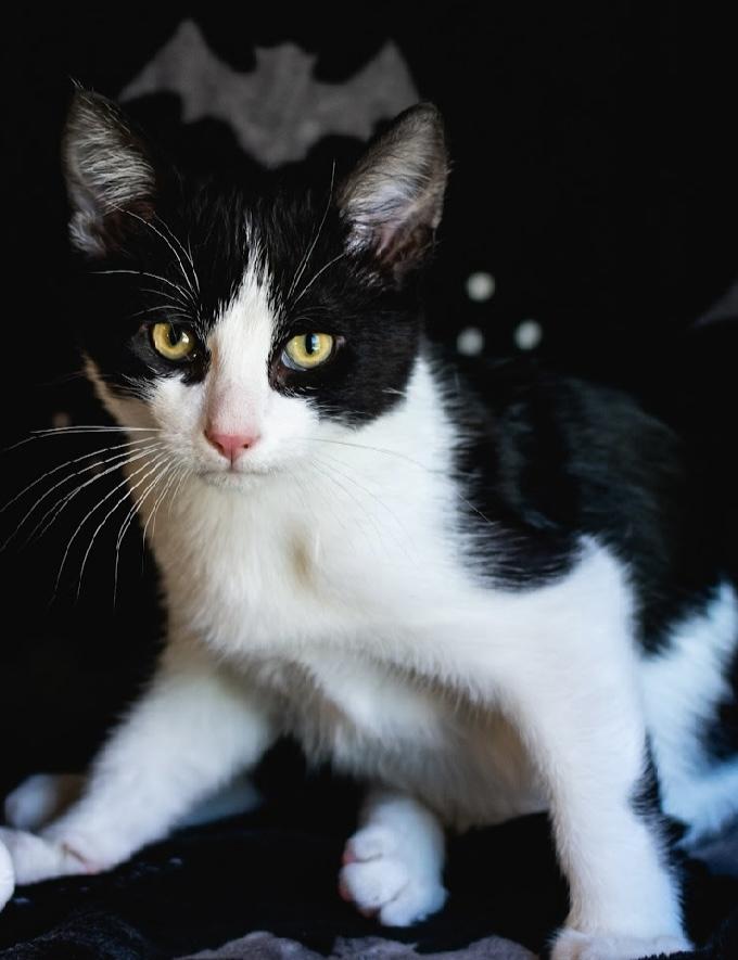 Mayor, an adopted Domestic Short Hair in Alexandria, VA image 4/6