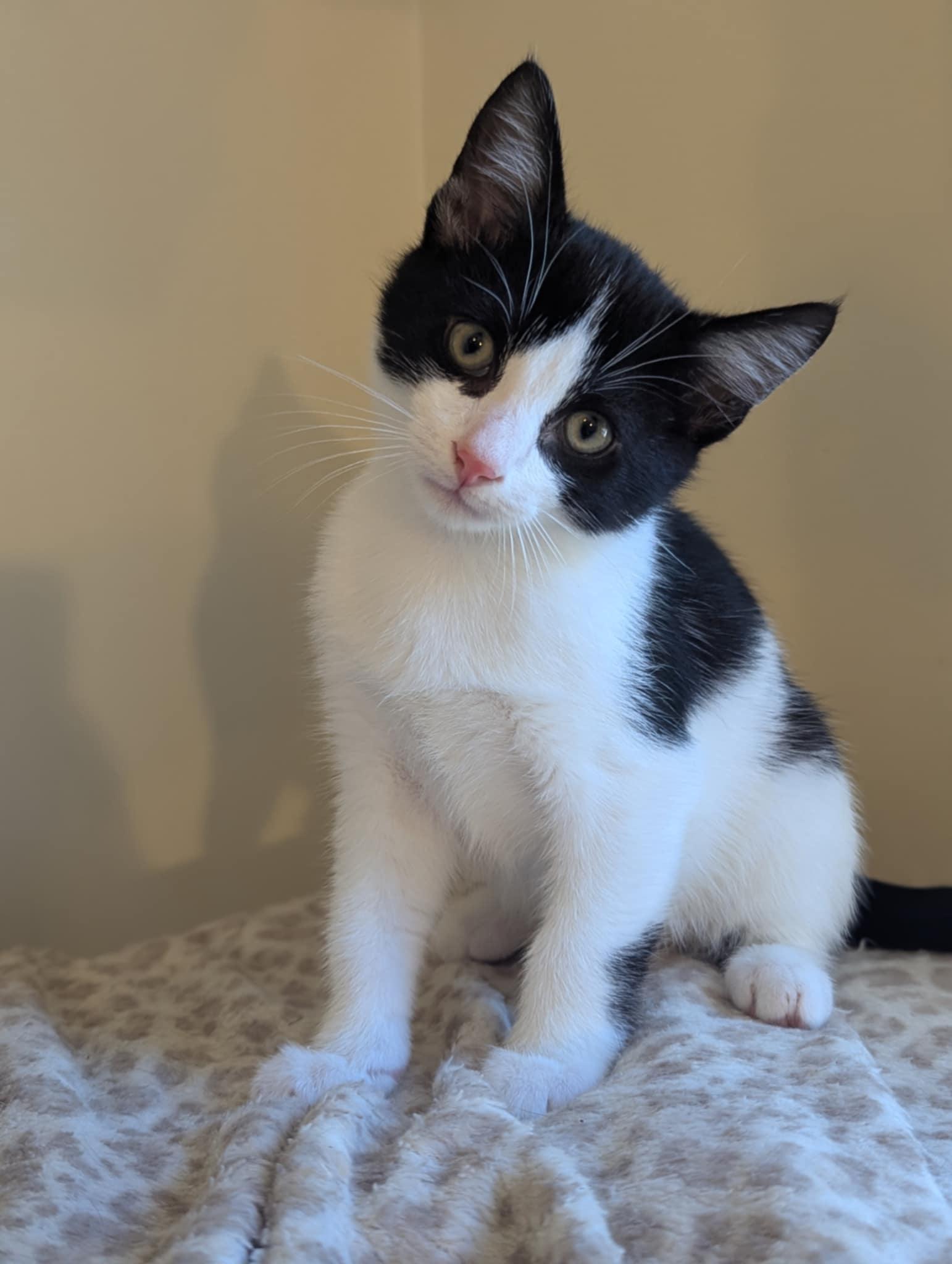 Mayor, an adopted Domestic Short Hair in Alexandria, VA image 6/6