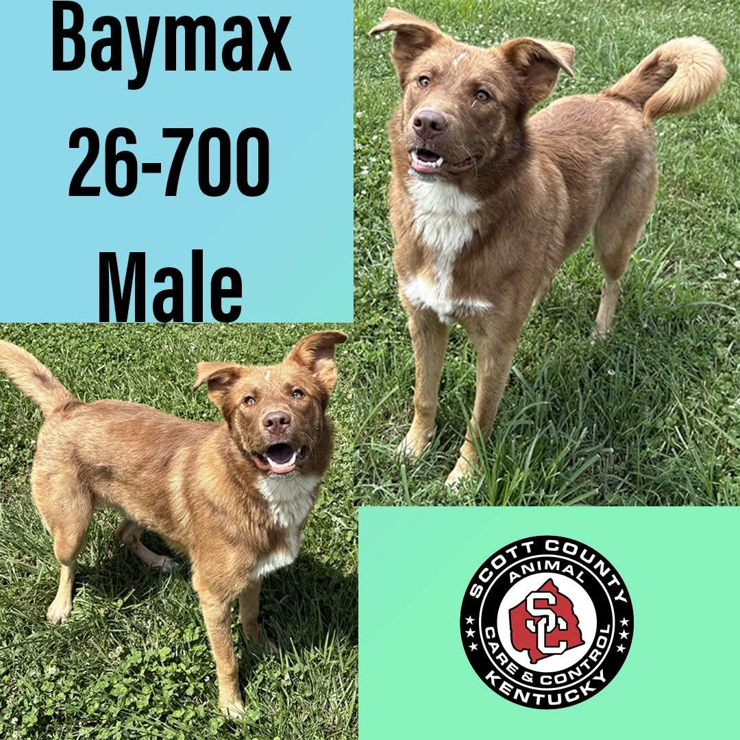 Enlarge Baymax, a Adoptable Shepherd in Georgetown, KY image 1/1