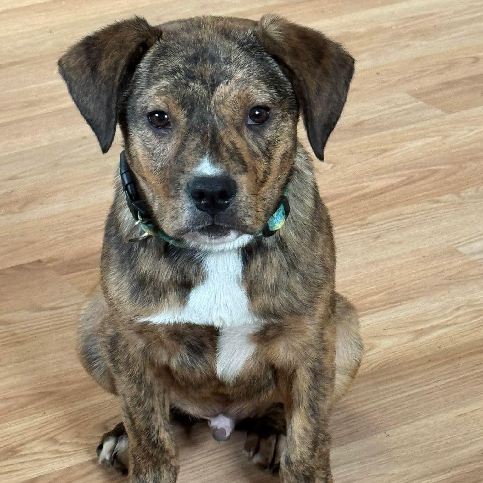 Enlarge Shamrock, an adoptable mixed breed in Bethlehem, PA image 1/3