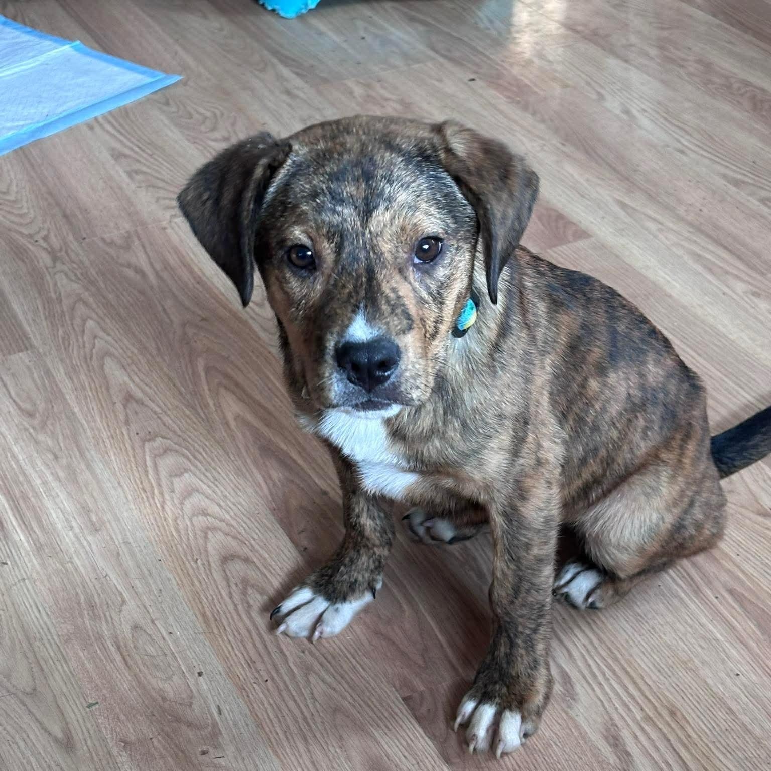 Enlarge Shamrock, an adoptable mixed breed in Bethlehem, PA image 2/3