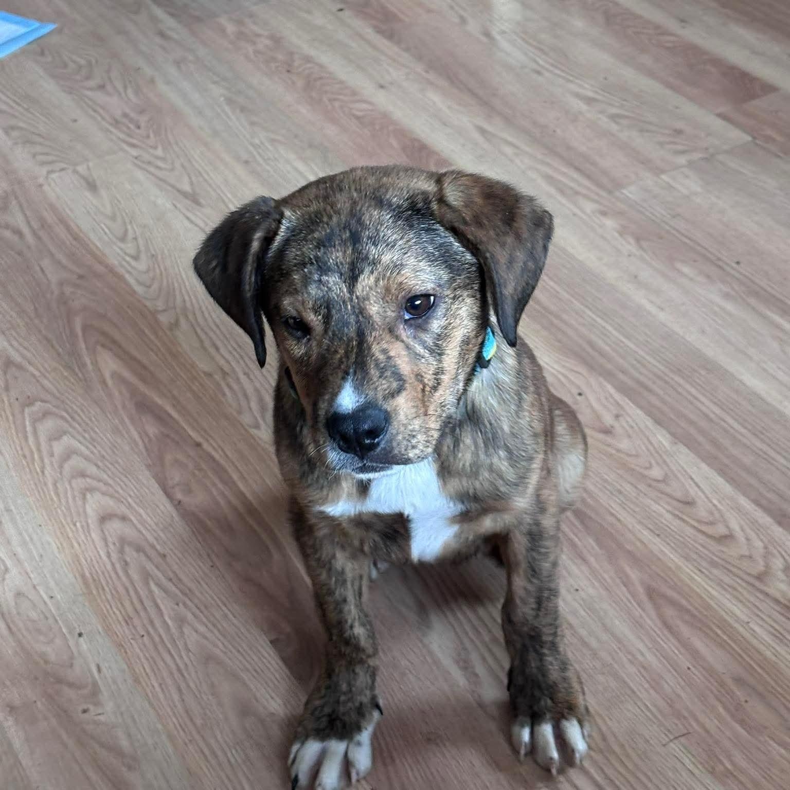 Enlarge Shamrock, an adoptable mixed breed in Bethlehem, PA image 3/3