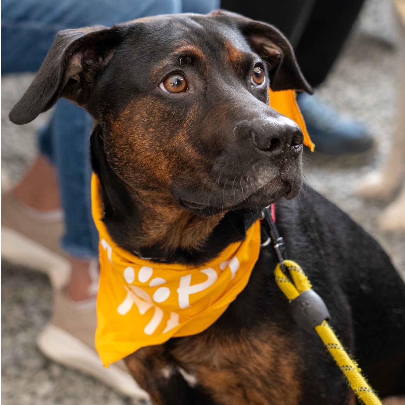 Alexander, Adoptable, Young Male Hound & Labrador Retriever.
