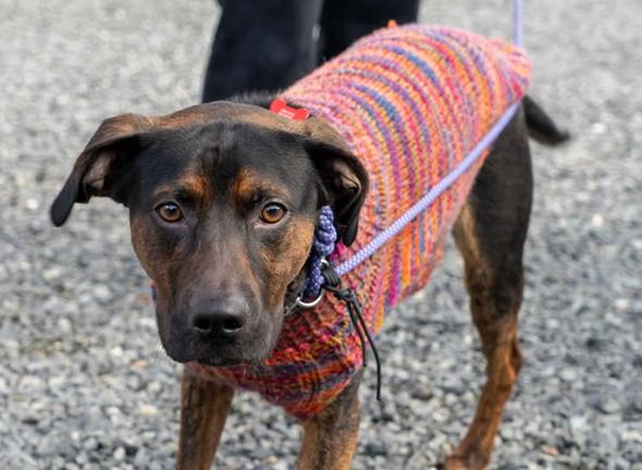 Enlarge Alexander, a Adoptable mixed breed in Bothell, WA image 3/3