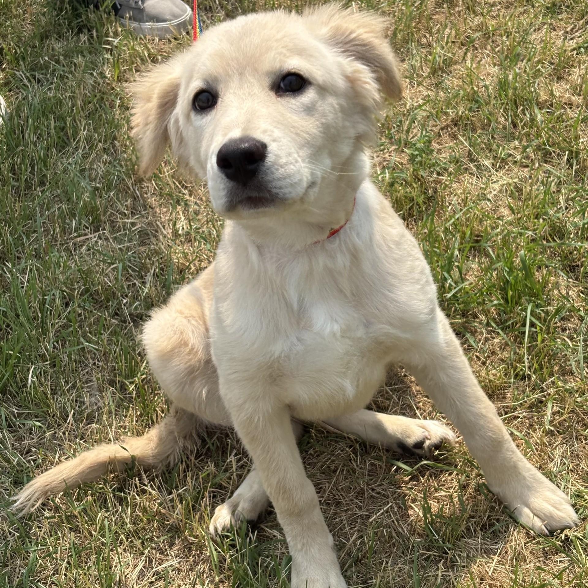 Enlarge French Toast, an adopted mixed breed in Winnipeg, MB image 3/3