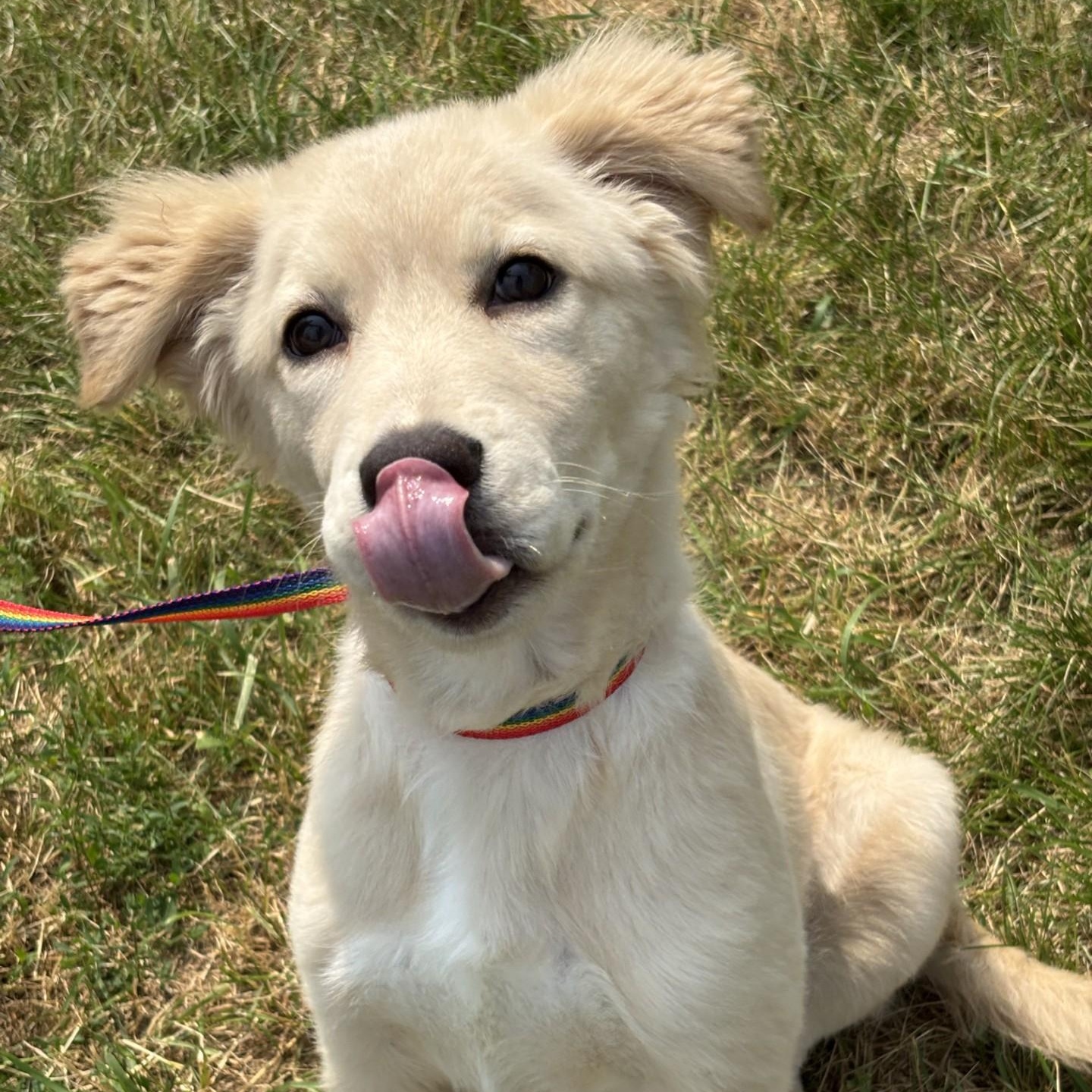 Enlarge French Toast, an adopted mixed breed in Winnipeg, MB image 2/3