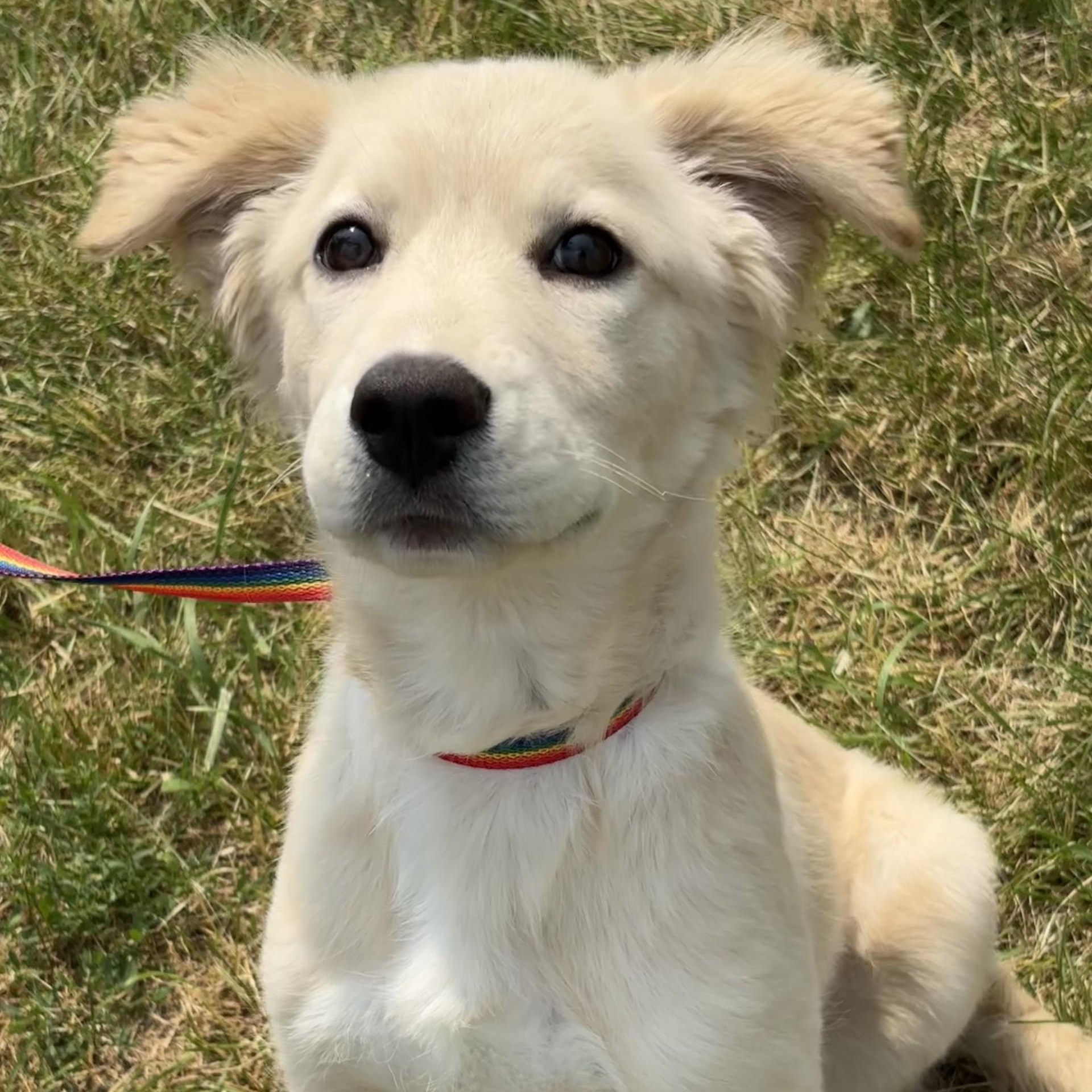 Enlarge French Toast, an adopted mixed breed in Winnipeg, MB image 1/3