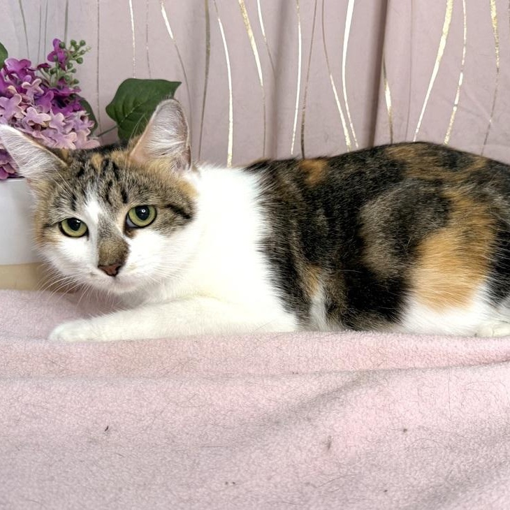 Enlarge Calista, a Adoptable Calico in Binghamton, NY image 3/4
