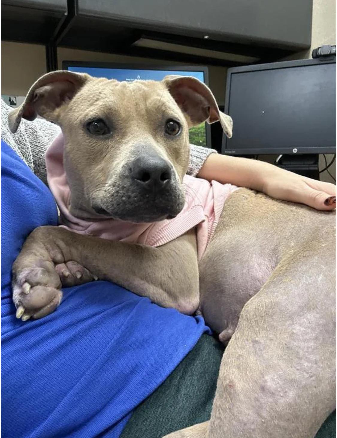 Enlarge Winky, a Adoptable mixed breed in Mobile, AL image 1/4