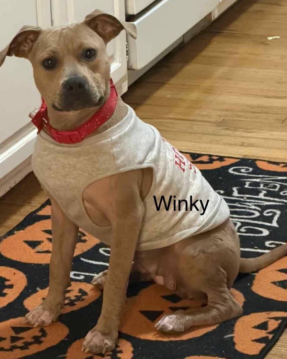 Enlarge Winky, a Adoptable mixed breed in Mobile, AL image 2/4