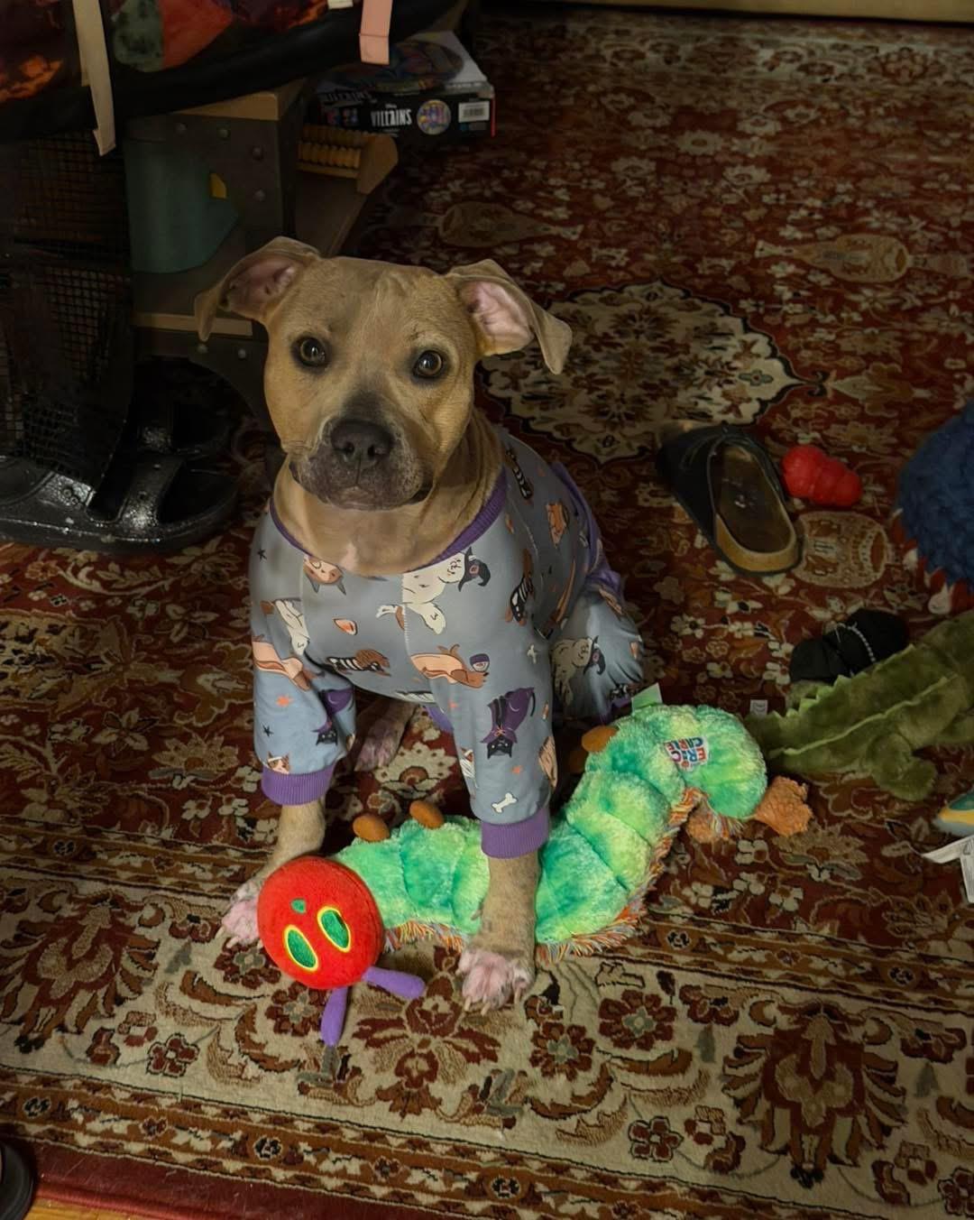 Enlarge Winky, a Adoptable mixed breed in Mobile, AL image 3/4