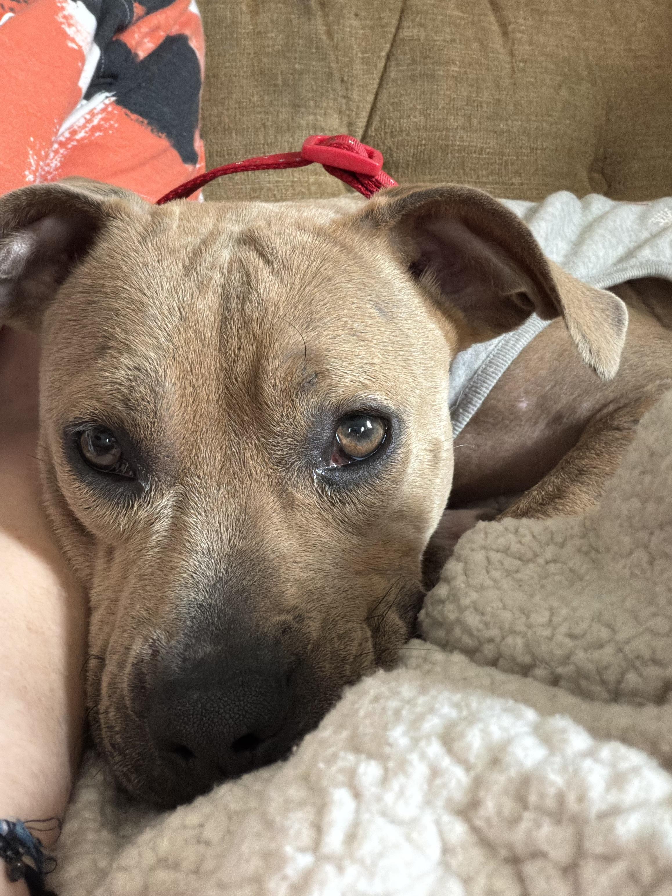 Enlarge Winky, a Adoptable mixed breed in Mobile, AL image 4/4