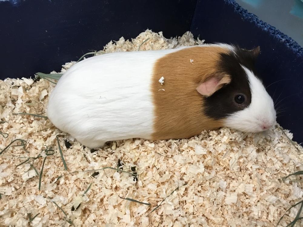 Maicel, Adoptable, Adult Female Guinea Pig.